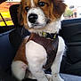 puppy, dog, leather_harness, car_interior, sunset, window, seat, fur, pet, animal, cute, young_dog, sitting, brown_and_white, whiskers, ears, nose, paw, collar, domestic_animal