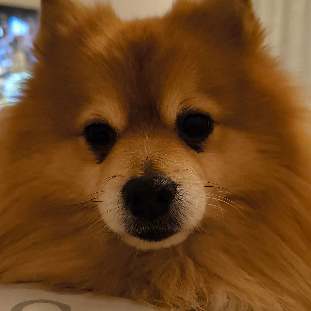 Liksou Et Ouafi a rejoint le concours — aidez-le/la à gagner de superbes lots ! animal, brown_fur, close_up, companion, cozy, cute, dog, ears, face, fluffy, fur, home, indoors, looking, mammal, nose, pet, portrait, resting, soft_light
