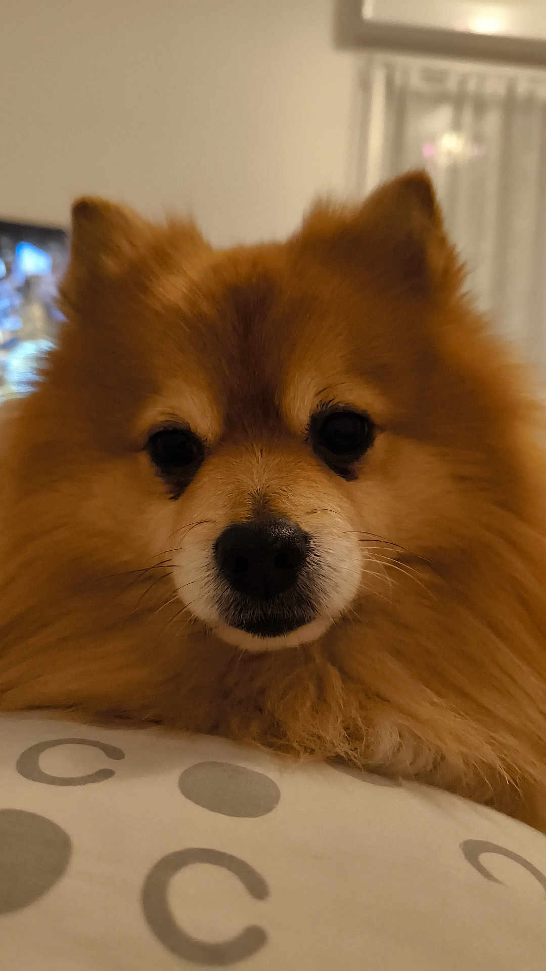 Liksou Et Ouafi a rejoint le concours — aidez-le/la à gagner de superbes lots ! dog, pet, fluffy, brown_fur, close_up, indoors, cozy, animal, cute, face, fur, resting, looking, soft_light, home, companion, mammal, nose, ears, portrait