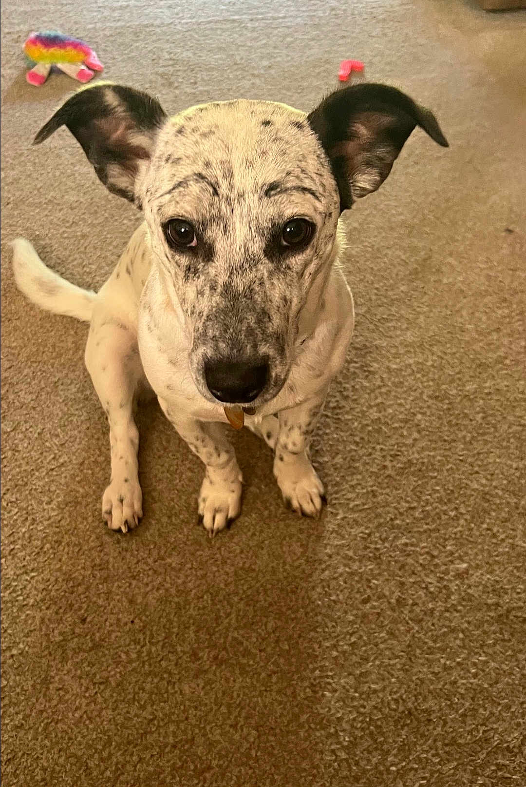Ellie