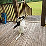 Ellie joined the competition — help win amazing prizes! dog, cat, wooden_porch, outdoor, grass, trees, pet, animal, backyard, fence, box, game, bean_bag_toss, sitting, black_cat, white_dog, spotted_dog, nature, calm, relaxing