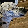 dog, close_up, blurry, spotted, indoor, floor, wooden_floor, pet, animal, collar, snout, face, paw, furry, canine, domestic_animal, side_view, motion_blur, background, door_frame