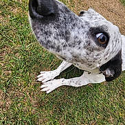 Ellie joined the competition — help win amazing prizes! dog, close_up, grass, outdoor, animal, pet, white, black_spots, paw, nose, curious, canine, collar, fur, snout, brown_eye, nature, daylight, ground, playful