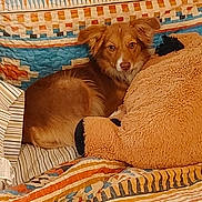Sheli joined the competition — help win amazing prizes! animal, bed, brown_dog, comfort, cozy, cute, dog, furry, indoor, looking_at_camera, patterned_quilt, pet, plush_toy, quilt, relaxed, resting, snuggling, soft_toy, striped_sheet, teddy_bear