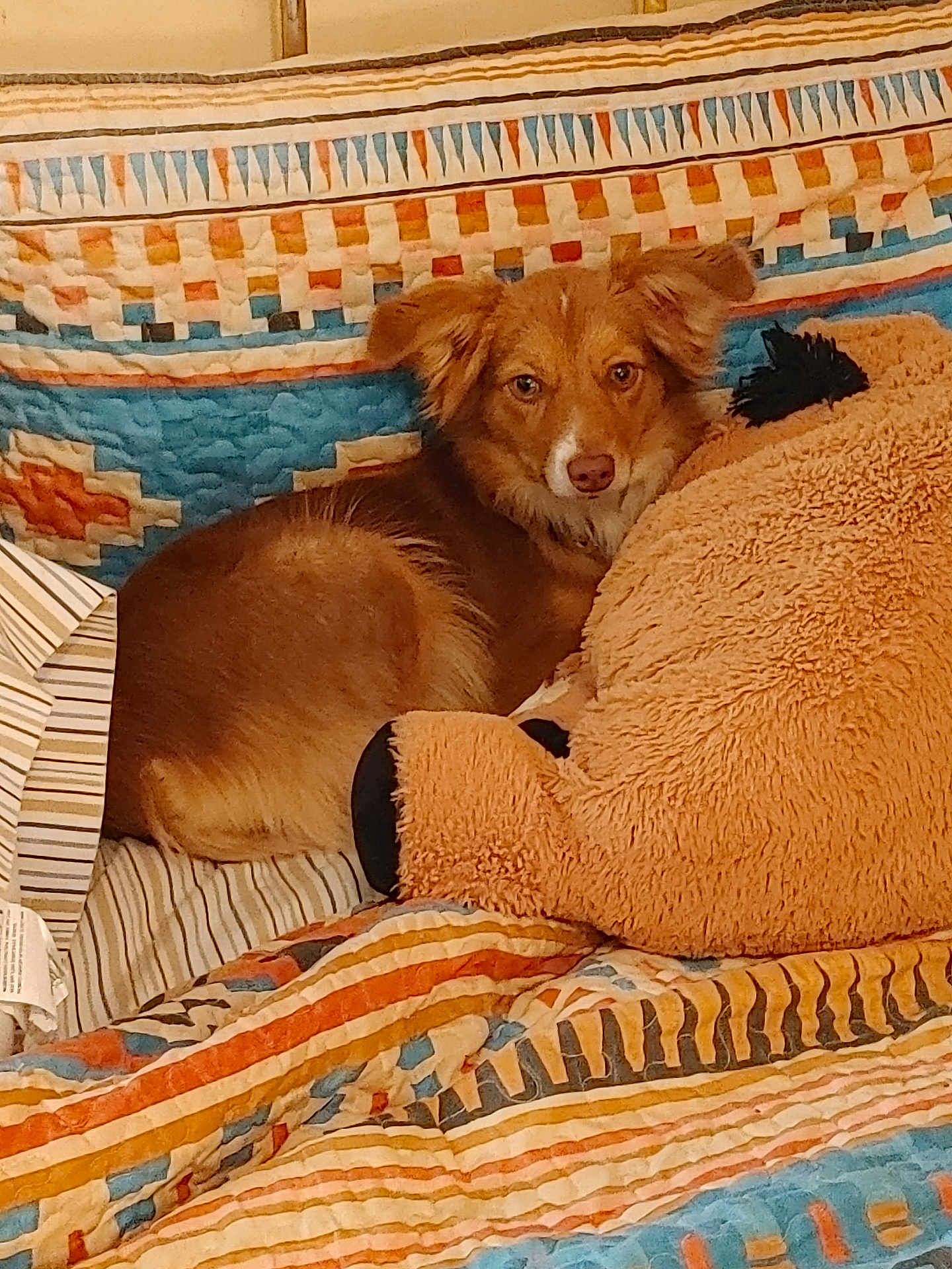 Sheli joined the competition — help win amazing prizes! animal, bed, brown_dog, comfort, cozy, cute, dog, furry, indoor, looking_at_camera, patterned_quilt, pet, plush_toy, quilt, relaxed, resting, snuggling, soft_toy, striped_sheet, teddy_bear