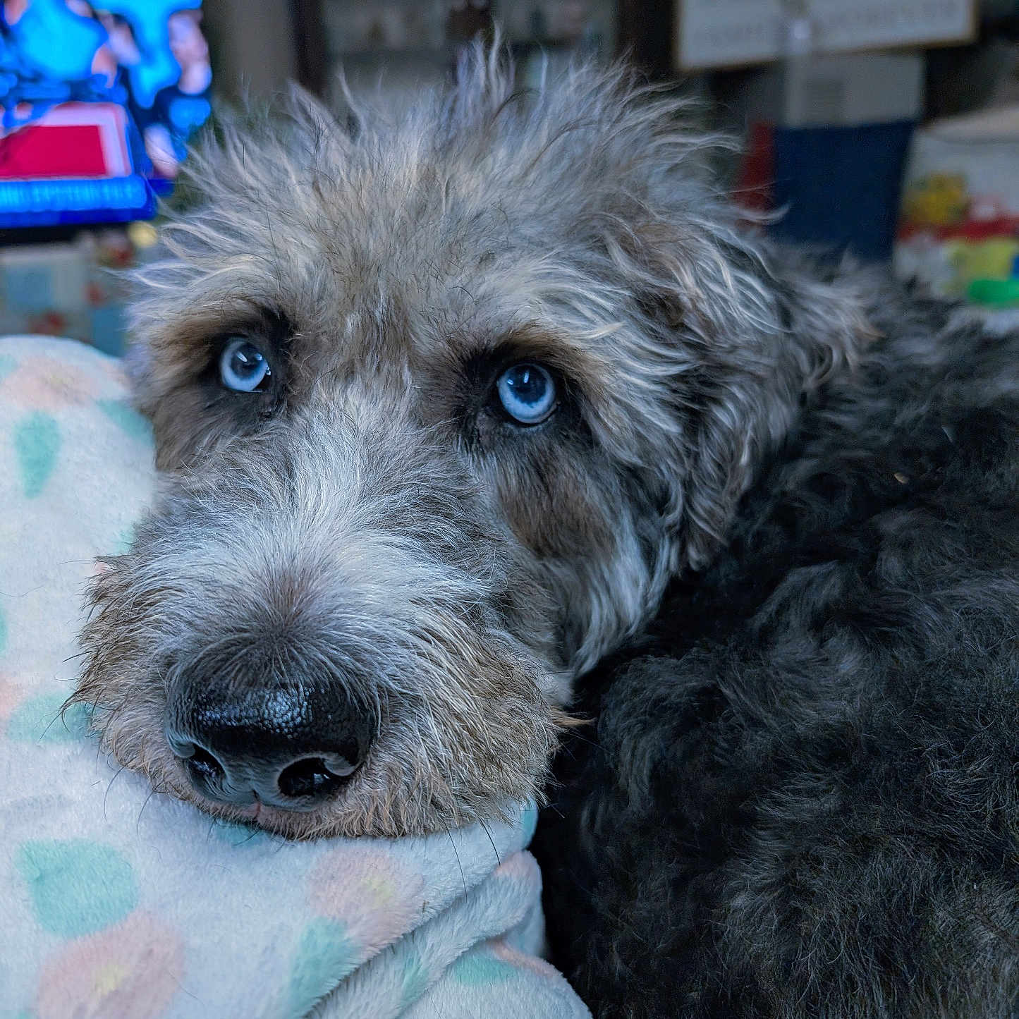 Bella Louise joined the competition — help win amazing prizes! dog, blue_eyes, close_up, fluffy, resting, blanket, indoor, cozy, pet, canine, fur, snout, nostrils, bedroom, soft_texture, animal, portrait, cute, relaxed, companion