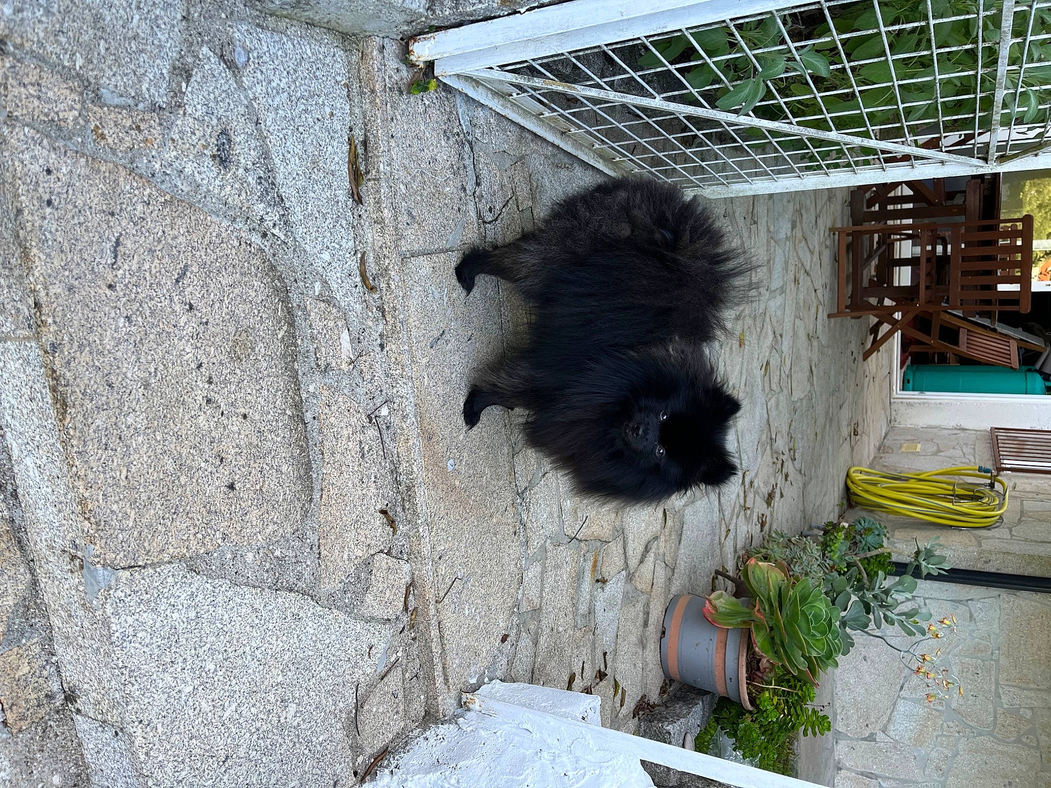 Joy a rejoint le concours — aidez-le/la à gagner de superbes lots ! animal_shelter, cage, concrete, flowerpot, fur, panda, plant, shadow, snout, tail, terrestrial_animal, wildlife, zoo