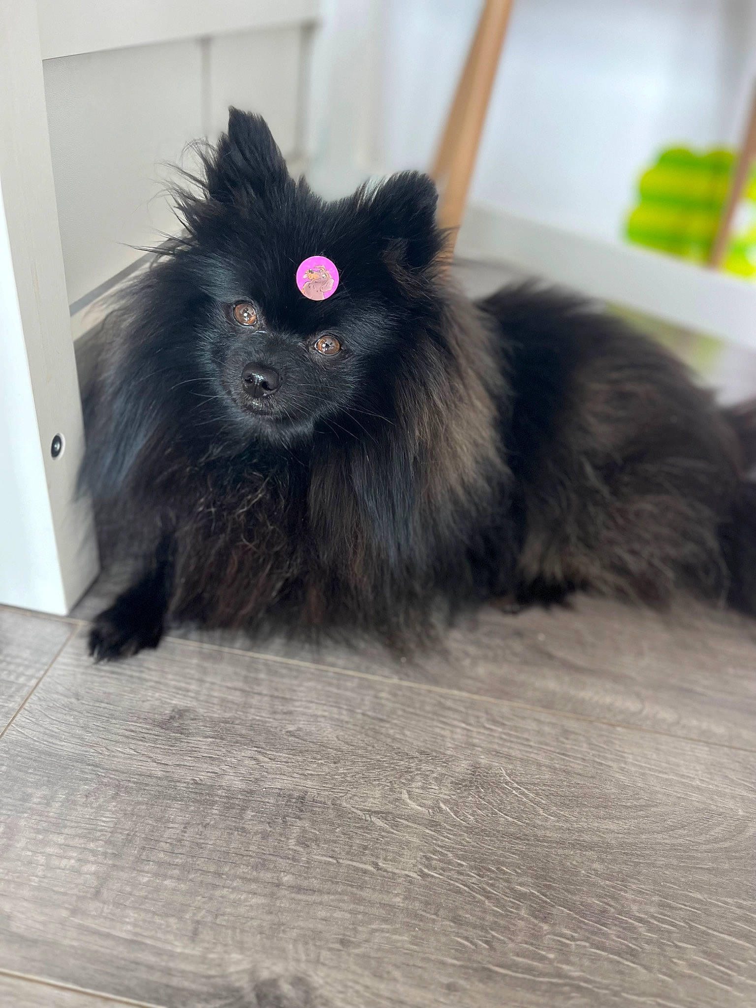 Joy a rejoint le concours — aidez-le/la à gagner de superbes lots ! canidae, claw, companion_dog, dog_breed, felidae, flooring, fur, hardwood, paw, small_to_medium_sized_cats, tail, whiskers