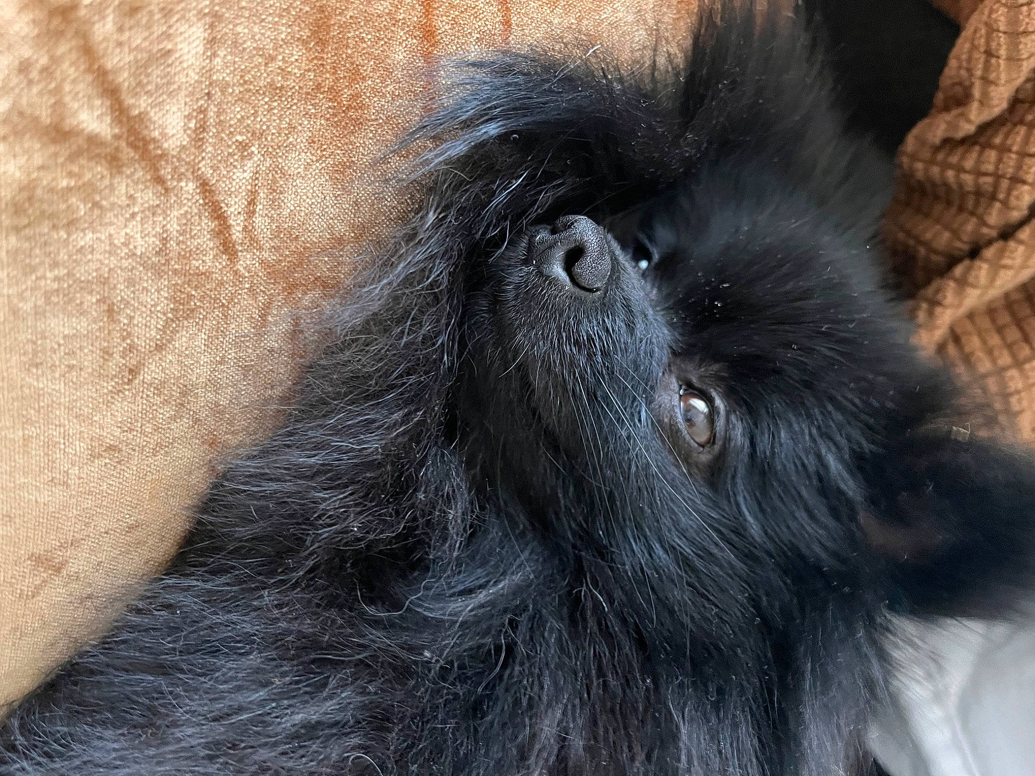 Joy participe au concours pour gagner de l'argent avec cette photo : canidae, carnivore, claw, close_up, companion_dog, dog, dog_breed, ear, foot, fur, liver, natural_material, non_sporting_group, paw, snout, sporting_group, tail, terrestrial_animal, whiskers, working_animal