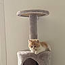 Simba a rejoint le concours — aidez-le/la à gagner de superbes lots ! animal, cat, cat_tree, cozy, curious, cute, fluffy, furniture, indoor, kitten, orange_cat, paw, pet, resting, small, soft, texture, wall, white_cat, young_cat