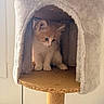 animal, blue_eyes, cat, cat_tree, cozy, curious, cute, feline, fur, home, indoor, kitten, natural_light, orange_and_white, pet, pet_accessory, playful, scratching_post, small, soft_texture