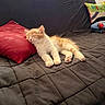Simba participe au concours pour gagner de l'argent avec cette photo : blanket, cat, comfortable, couch, cozy, cute, domestic_animal, feline, fur, indoor, kitten, living_room, nap, orange_and_white, pet, pillow, quilted, resting, sleeping, soft_light