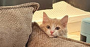 Simba a rejoint le concours — aidez-le/la à gagner de superbes lots ! animal, beige, cat, couch, cozy, curious, cute, fur, furniture, home, indoors, kitten, living_room, orange, peek, pet, small, soft_light, texture, white