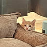 animal, beige, cat, couch, cozy, curious, cute, fur, furniture, home, indoors, kitten, living_room, orange, peek, pet, small, soft_light, texture, white