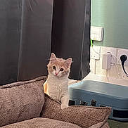 Simba a rejoint le concours — aidez-le/la à gagner de superbes lots ! cat, pet_bed, curtains, indoor, furniture, cozy, curious, orange_and_white_cat, textured_fabric, cushion, wall, electrical_outlets, suitcase, carpet, domestic, animal, cute, resting_place, home, soft_fur