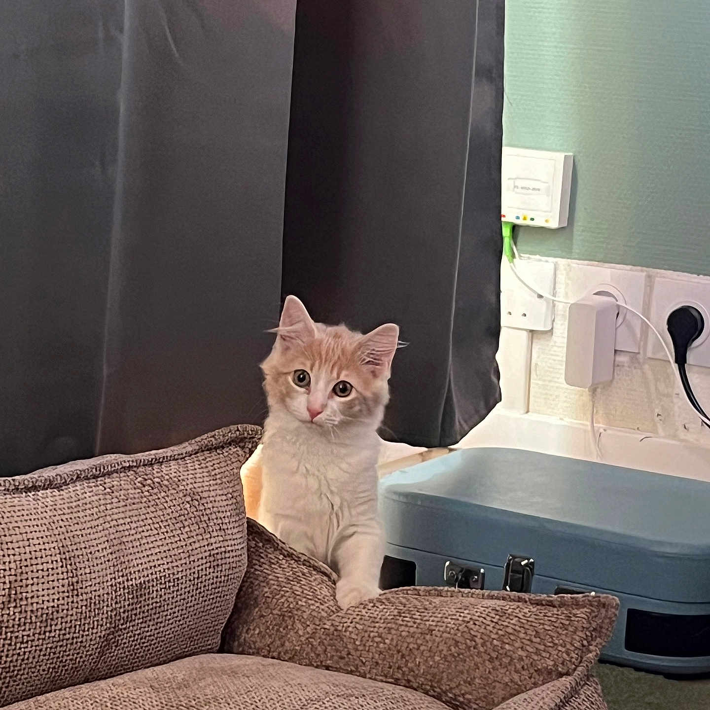 Simba