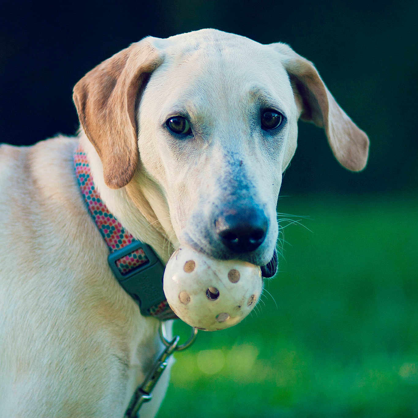 Ellie is registered to the contest to win money with this photo: