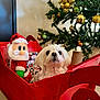 dog, white_dog, plush_toy, santa_claus, christmas_tree, christmas_ornaments, holiday_decor, red_sleigh, indoor, festive, decorations, cute_pet, pet_portrait, seasonal, holiday_spirit, tree_decorations, gift_wrap, cozy, celebration, festivity