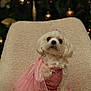 dog, small_dog, white_dog, dress, pink_dress, sequin, tulle, pet, chair, cozy, indoor, christmas_tree, ornaments, holiday, festive, blurred_background, cute, portrait, sitting, animal