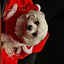 Fifille participe au concours pour gagner de l'argent avec cette photo : dog, white_dog, small_dog, fluffy, pet, cute, red_clothing, costume, chair, indoor, portrait, looking_up, black_background, cozy, fur, animal, companion, adorable, domestic_animal, warm
