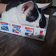 Willow Renee joined the competition — help win amazing prizes! cat, black_and_white, puzzle_box, wooden_floor, indoor, pet, animal, curious, cozy, furniture, legs, home, cute, domestic, flooring, resting, small_space, box, white, black