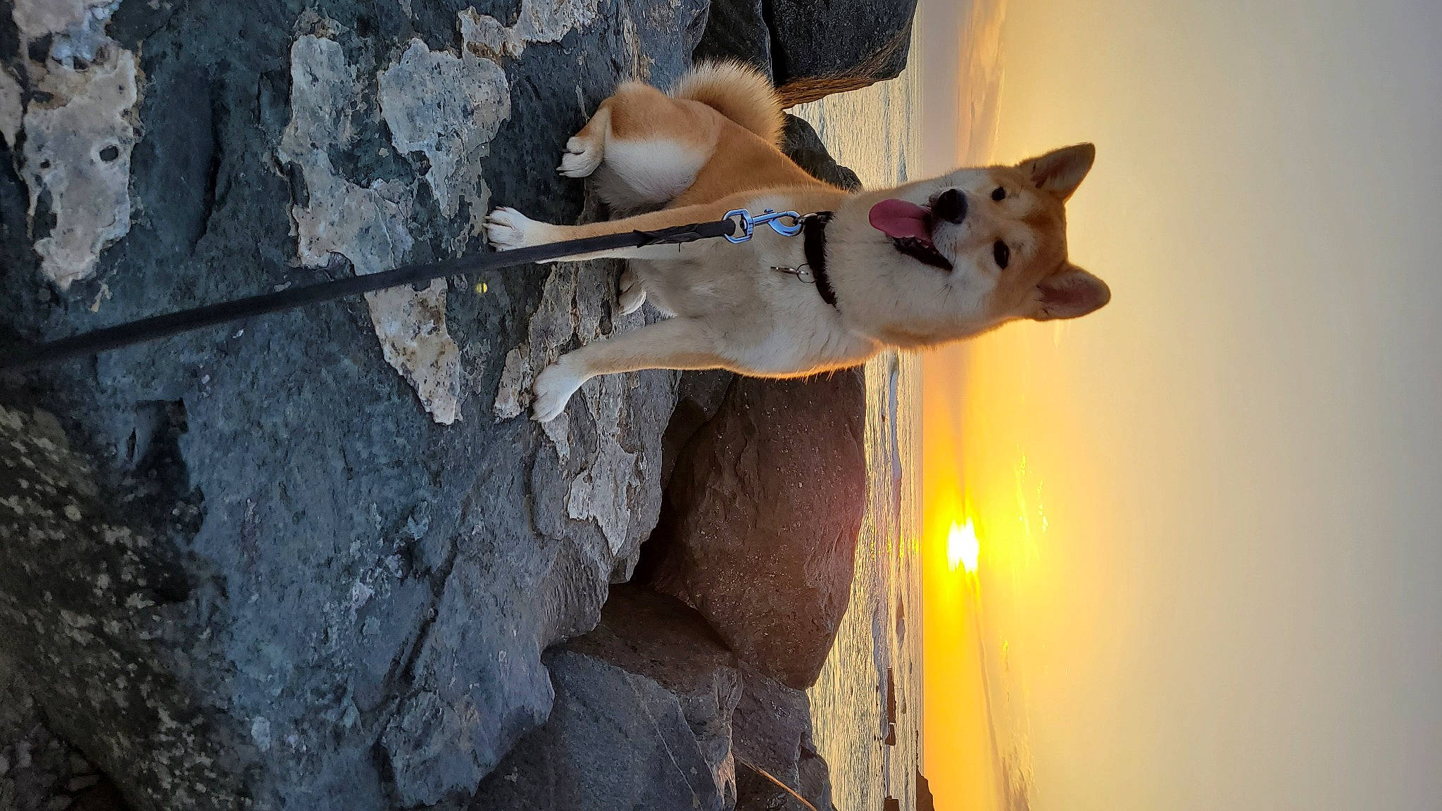 Umy participe au concours pour gagner de l'argent avec cette photo : adventure, art, bedrock, canidae, carnivore, companion_dog, concrete, dog, dog_breed, fawn, fun, plant, rock, shadow, sky, sporting_group, tree, wall, water, wood