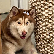 Sasha joined the competition — help win amazing prizes! dog, husky, siberian_husky, puppy, fluffy, blue_eyes, brown_and_white, sitting, smiling, portrait, pet, canine, long_fur, bow, indoors, woven_basket, home_decor, floor, door, close_up
