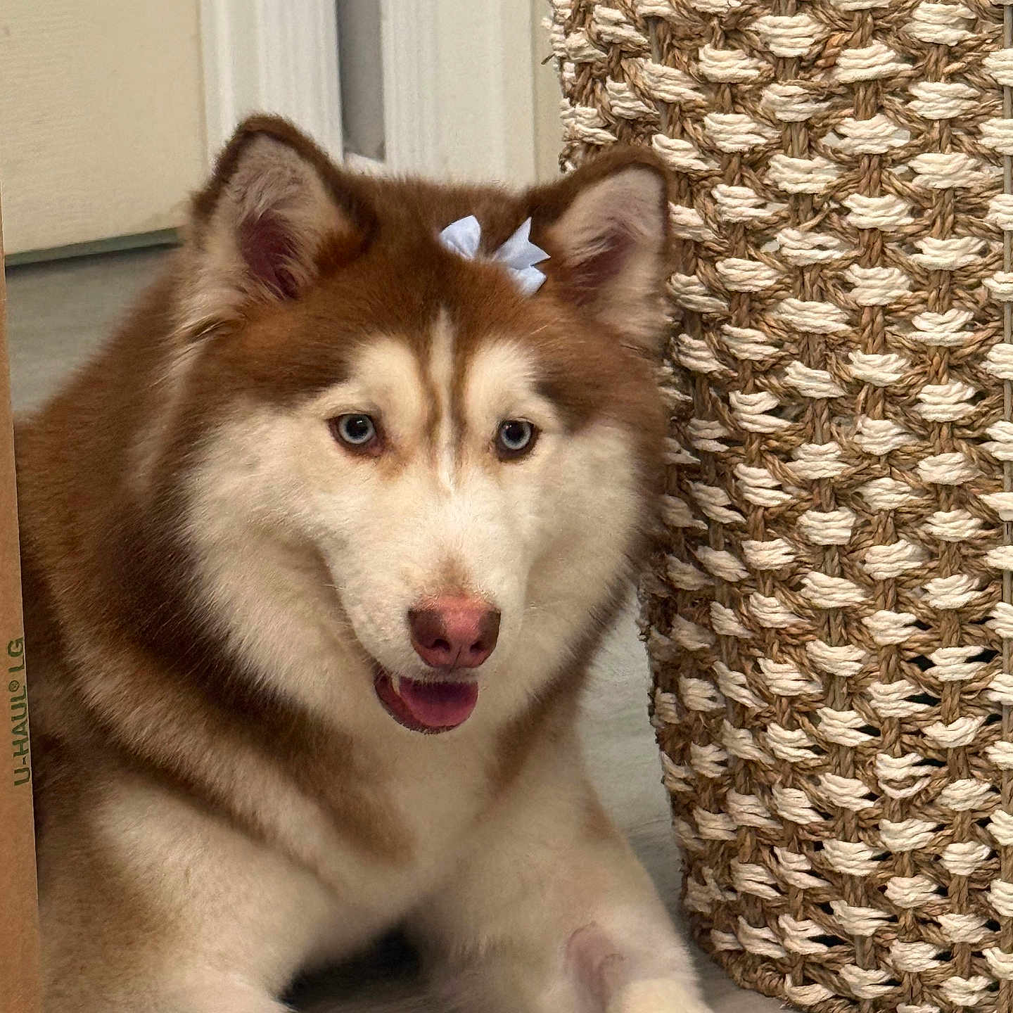 Sasha joined the competition — help win amazing prizes! dog, husky, siberian_husky, puppy, fluffy, blue_eyes, brown_and_white, sitting, smiling, portrait, pet, canine, long_fur, bow, indoors, woven_basket, home_decor, floor, door, close_up