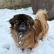 Enjoy participe au concours pour gagner de l'argent avec cette photo : dog, snow, outdoor, pet, fluffy, brown_fur, small_dog, winter, animal, snowflakes, tail, cute, canine, fur, alert, nature, cold, backyard, standing, portrait