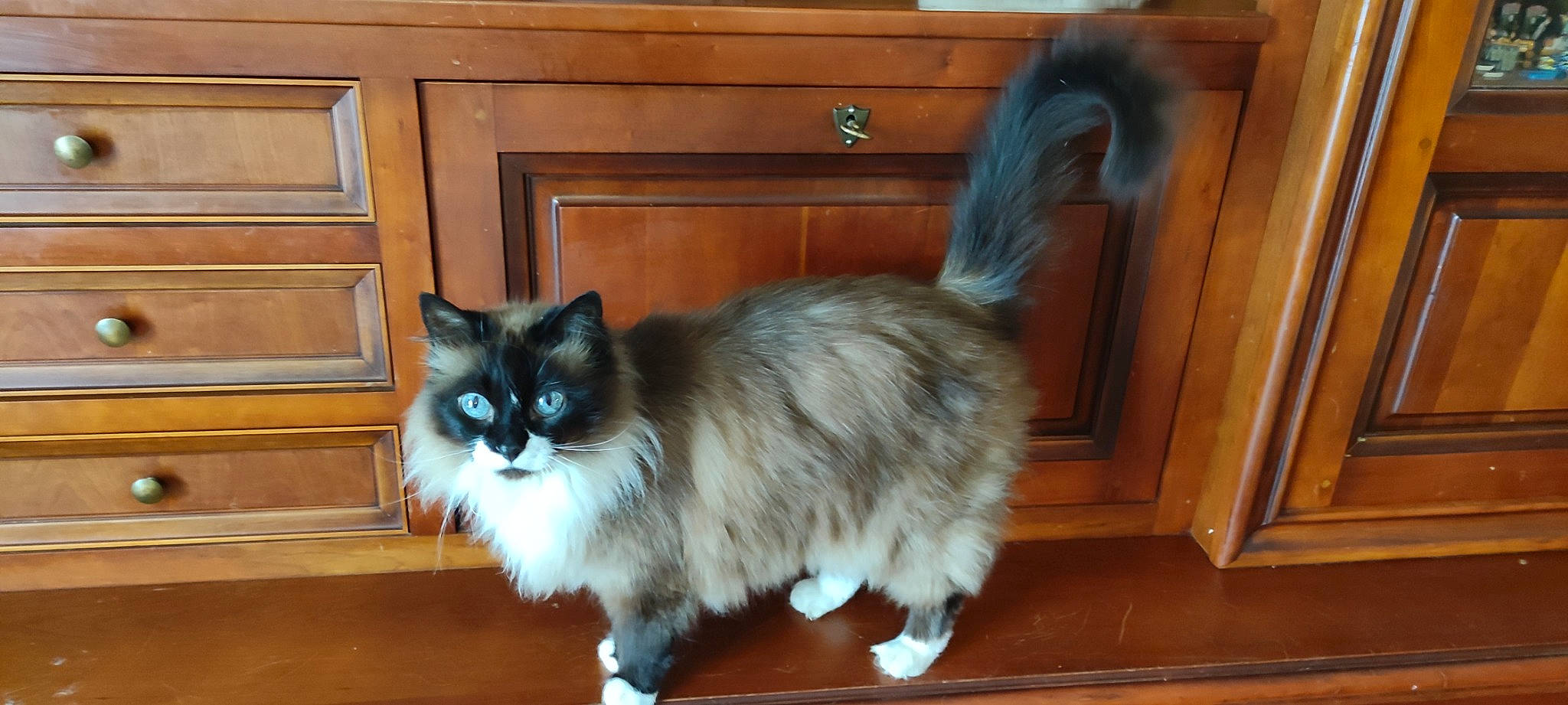 Jafade a rejoint le concours — aidez-le/la à gagner de superbes lots ! balinese, box, cabinetry, carnivore, cat, drawer, fawn, felidae, fur, hardwood, ragdoll, small_to_medium_sized_cats, snout, tail, terrestrial_animal, whiskers, wood, wood_stain