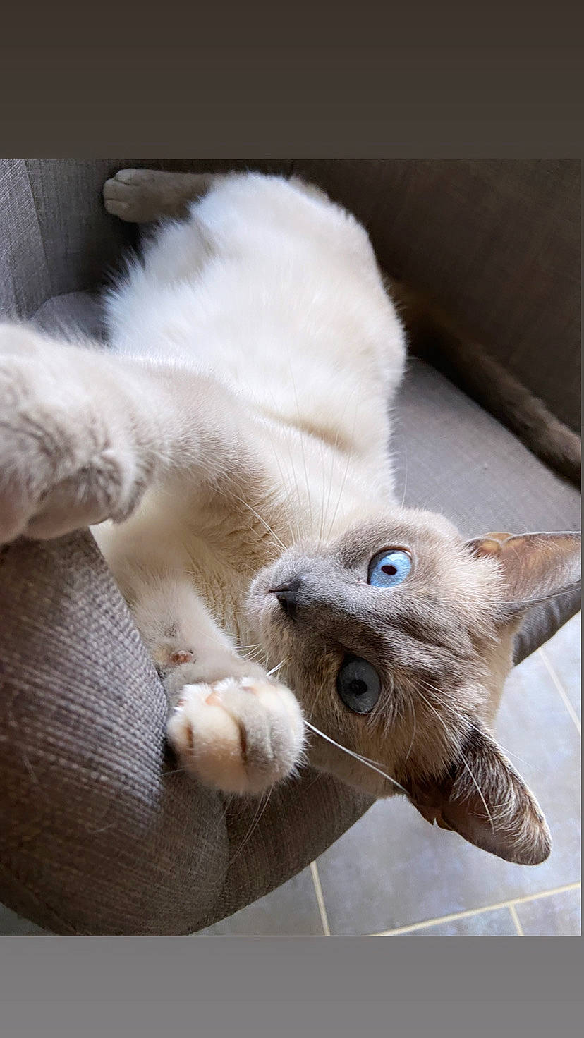 Dinah a rejoint le concours — aidez-le/la à gagner de superbes lots ! balinese, carnivore, cat, claw, comfort, domestic_short_haired_cat, fawn, felidae, flooring, fur, mammal, nap, paw, siamese, small_to_medium_sized_cats, snout, tail, terrestrial_animal, thai, whiskers