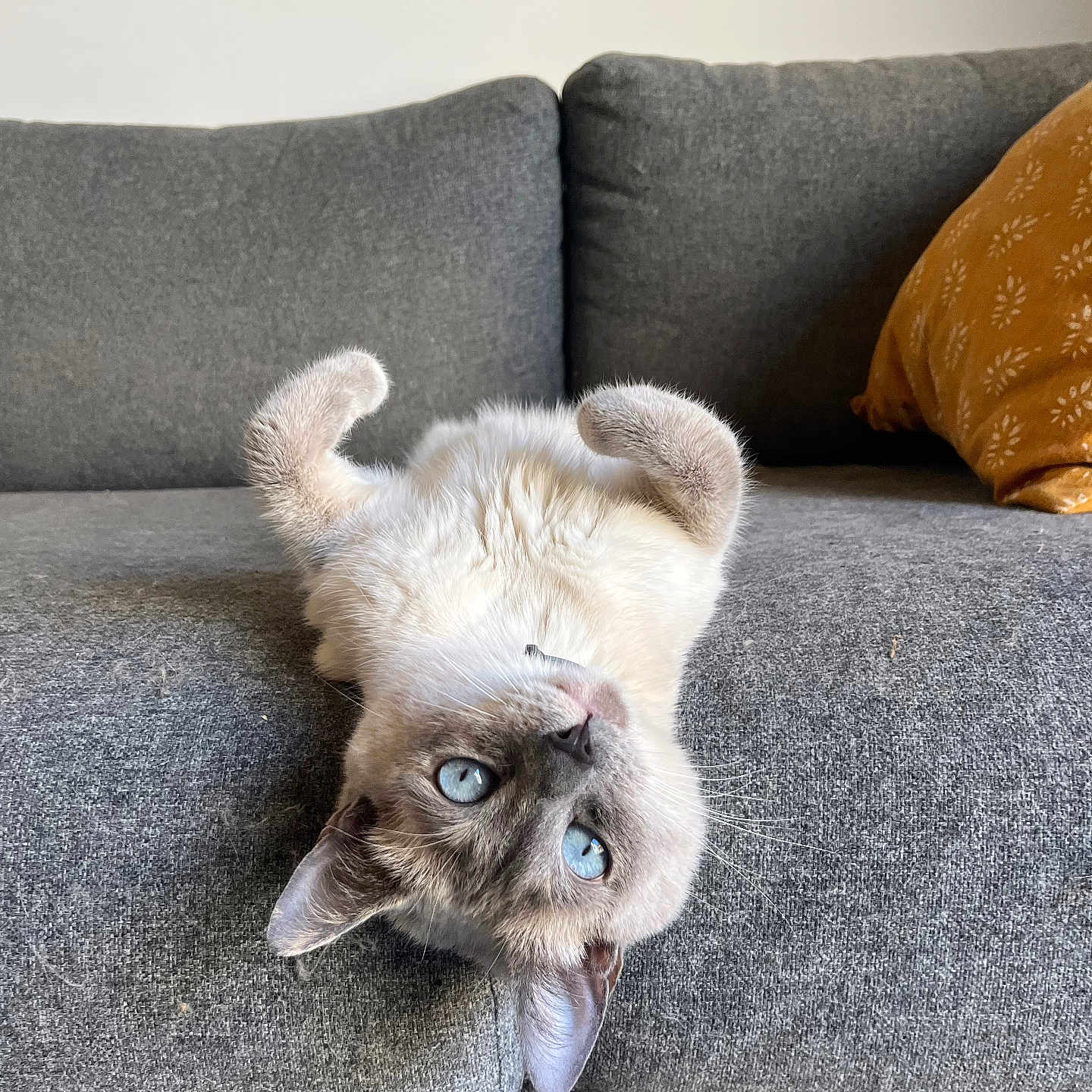 Dinah participe au concours pour gagner de l'argent avec cette photo : animal, architecture, armchair, building, cat, chair, couch, cushion, furniture, homedecor, indoors, interiordesign, kitten, linen, livingroom, manx, pet, pillow, room, siamese