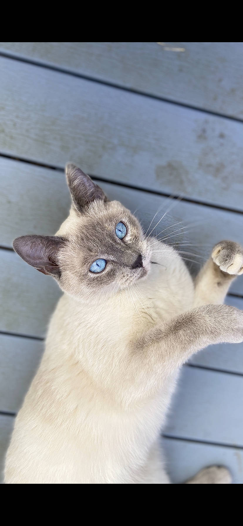 Dinah participe au concours pour gagner de l'argent avec cette photo : balinese, carnivore, cat, claw, domestic_short_haired_cat, eye, fawn, felidae, fur, paw, photo_caption, siamese, small_to_medium_sized_cats, snout, tail, terrestrial_animal, thai, tonkinese, whiskers, wildlife
