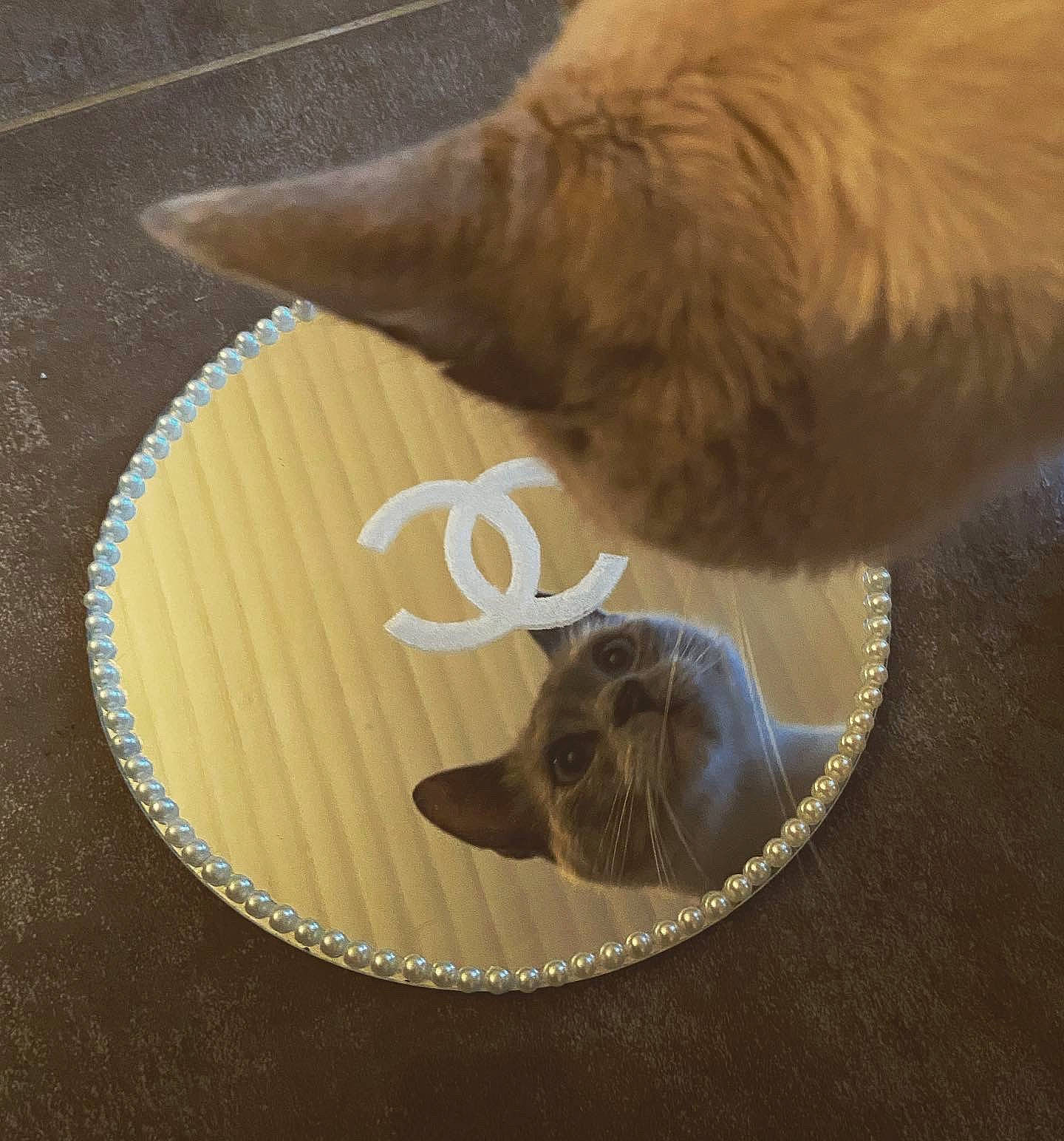 Dinah a rejoint le concours — aidez-le/la à gagner de superbes lots ! bird, circle, claw, companion_dog, dog, fashion_accessory, fawn, feather, felidae, flooring, fur, linens, paw, quill, small_to_medium_sized_cats, tail, whiskers, wing, wood, wool