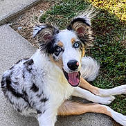 Merlin joined the competition — help win amazing prizes! dog, happy, blue_eye, brown_eye, mixed_fur, white_fur, black_spots, tan_spots, grass, sidewalk, outdoor, pet, canine, playful, tongue_out, ears_up, summer, sunlight, young_dog, animal