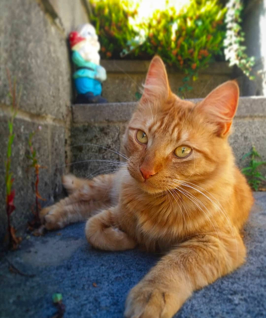 Sora joined the competition — help win amazing prizes! carnivore, cat, claw, domestic_short_haired_cat, fawn, felidae, fur, grass, paw, plant, road_surface, sitting, small_to_medium_sized_cats, snout, street, tail, terrestrial_animal, tree, whiskers, wood