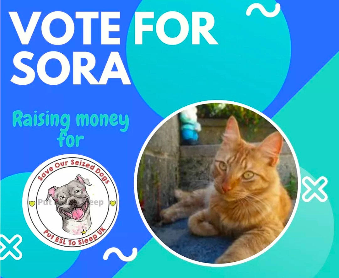 Sora is registered to the contest to win money with this photo: adaptation, carnivore, cat, cat_supply, domestic_short_haired_cat, electric_blue, fawn, felidae, font, fur, grass, groundcover, organism, pet_supply, photo_caption, small_to_medium_sized_cats, snout, tail, whiskers, wildlife