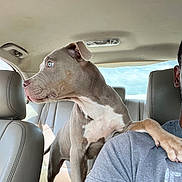Zsix joined the competition — help win amazing prizes! attentive, backseat, blue_eyes, canine, car_interior, companion, dog, headrest, leather_seat, looking_out, paw_on_shoulder, person_partial, pet, pitbull, profile_view, road_trip, seat, tattooed_arm, travel, window