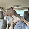 attentive, backseat, blue_eyes, canine, car_interior, companion, dog, headrest, leather_seat, looking_out, paw_on_shoulder, person_partial, pet, pitbull, profile_view, road_trip, seat, tattooed_arm, travel, window