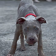 Zsix joined the competition — help win amazing prizes! dog, puppy, gray_fur, red_collar, concrete_ground, curious_expression, blue_eyes, close_up, portrait, outdoor, bokeh_background, paws, front_legs, snout, ears, short_hair, pet, young_animal, fence, focused_gaze