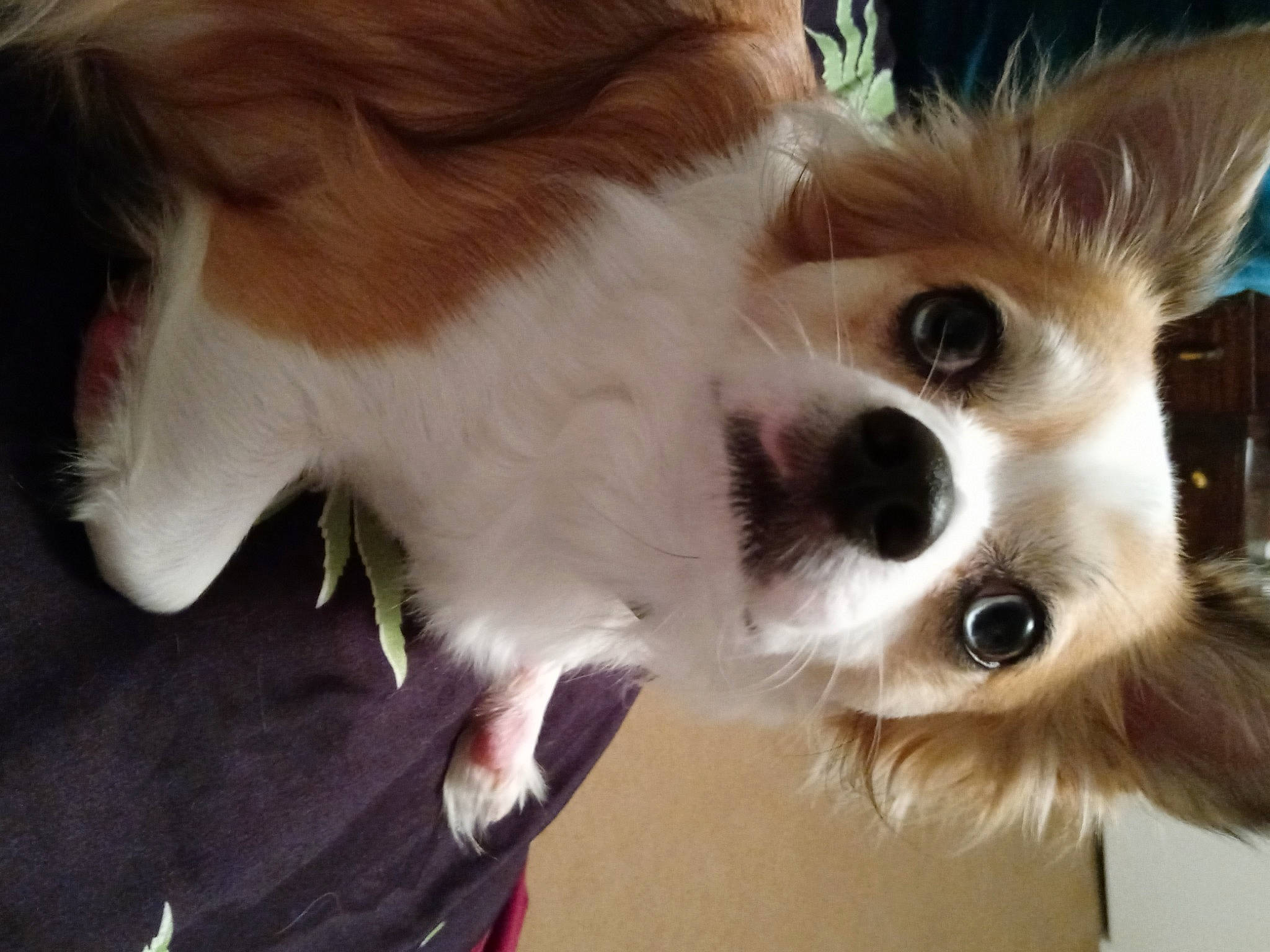 Chico is registered to the contest to win money with this photo: canidae, carnivore, companion_dog, corgi_chihuahua, dog, dog_breed, ear, eyelash, eyewear, fawn, felidae, fur, paw, snout, sporting_group, terrestrial_animal, toy_dog, whiskers, working_animal