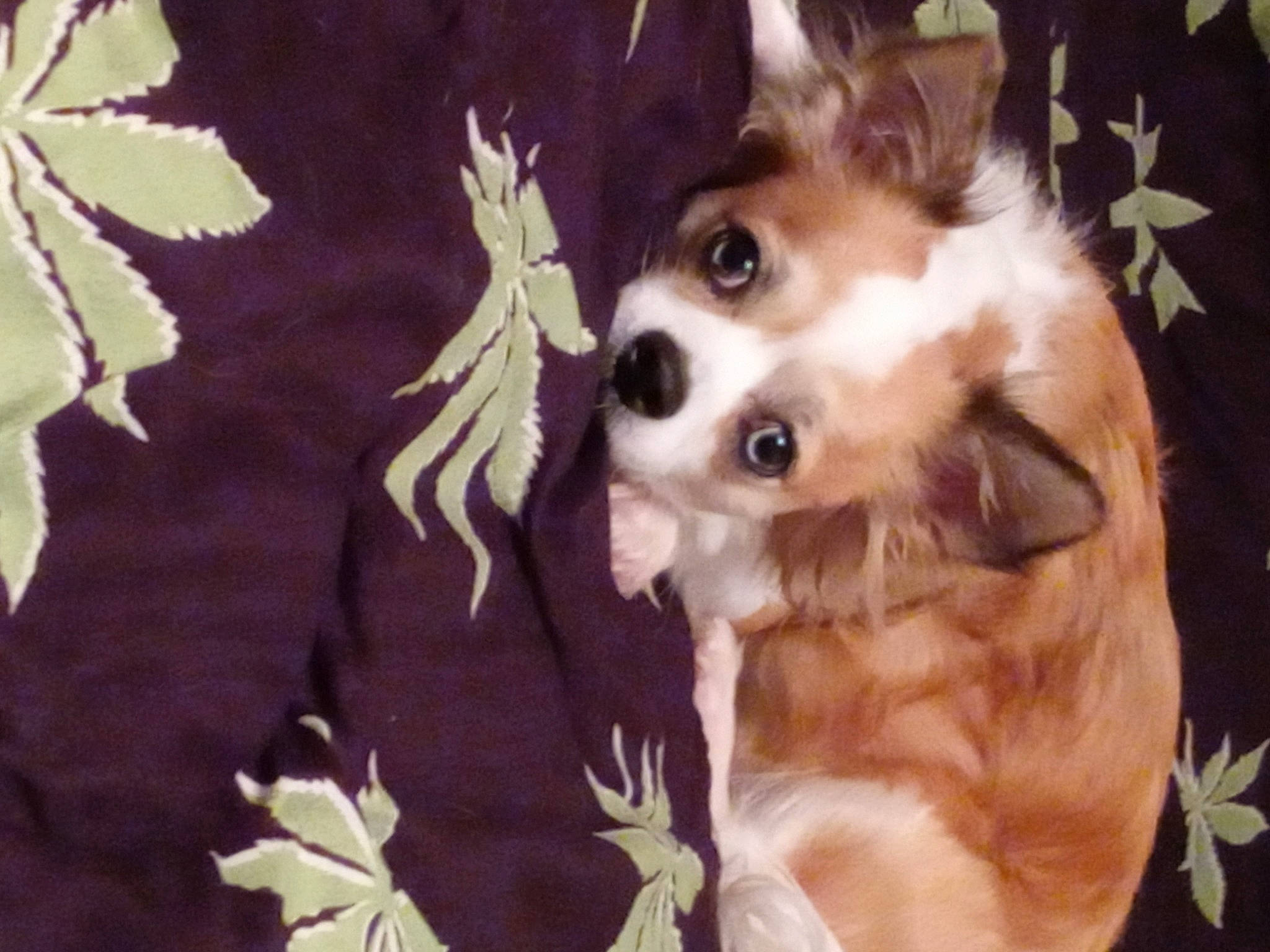 Chico joined the competition — help win amazing prizes! ancient_dog_breeds, canidae, carnivore, companion_dog, dog, dog_breed, dog_supply, fawn, fur, herding_dog, photo_caption, sled_dog, snout, spitz, sporting_group, tail, toy_dog, whiskers, working_animal, working_dog