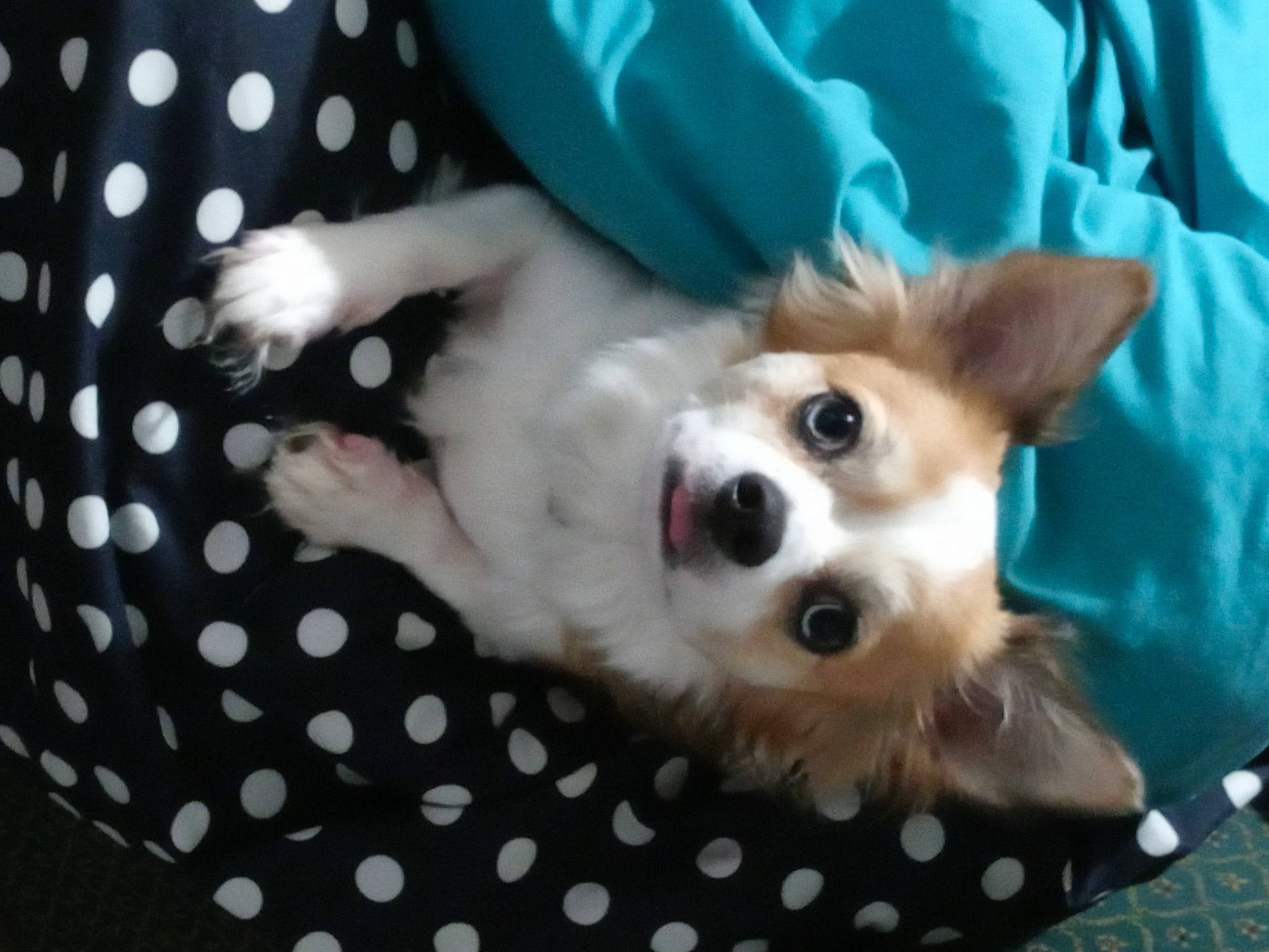 Chico is registered to the contest to win money with this photo: carnivore, comfort, companion_dog, dog, dog_breed, dog_supply, fawn, felidae, fur, german_spitz, non_sporting_group, pattern, paw, pomeranian, sleeve, spitz, sporting_group, toy, toy_dog, whiskers