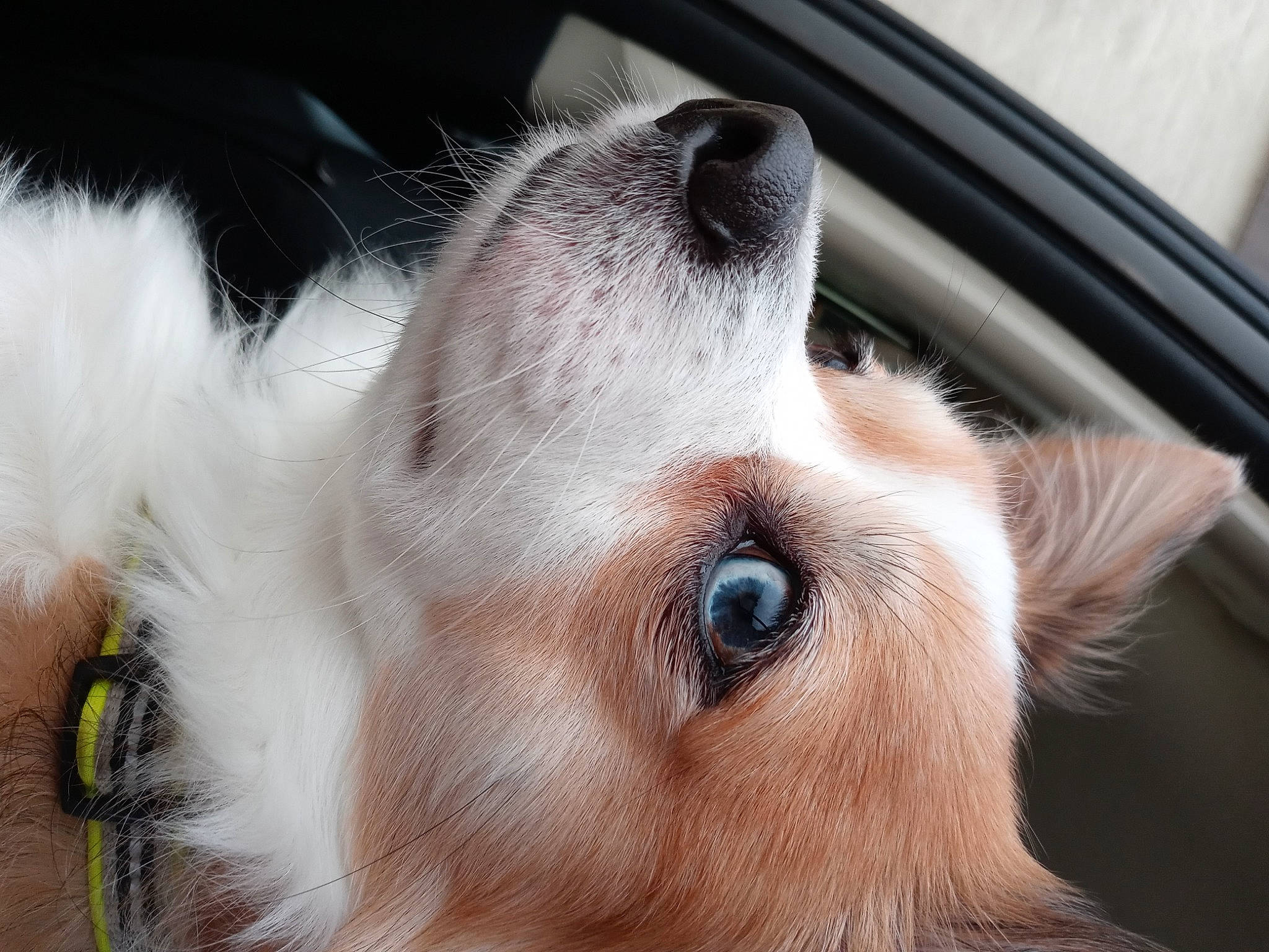 Chico joined the competition — help win amazing prizes! canidae, carnivore, close_up, companion_dog, dog, dog_breed, ear, eyelash, fawn, fur, nose, paw, snout, sporting_group, whiskers, working_animal