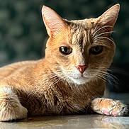 Simba participe au concours pour gagner de l'argent avec cette photo : cat, orange_tabby, close_up, pet, animal, whiskers, fur, relaxed, lying_down, indoor, reflection, soft_light, portrait, domestic_cat, feline, cute, paw, face, ears, nose