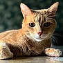 cat, orange_tabby, close_up, pet, animal, whiskers, fur, relaxed, lying_down, indoor, reflection, soft_light, portrait, domestic_cat, feline, cute, paw, face, ears, nose