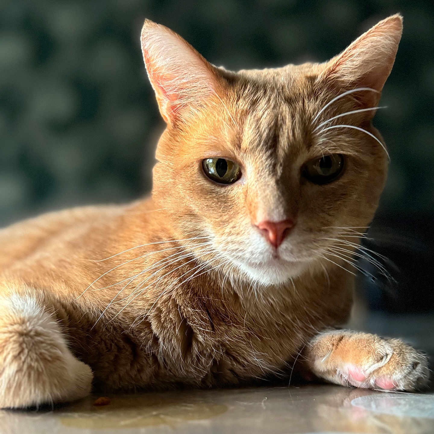 Simba participe au concours pour gagner de l'argent avec cette photo : animal, cat, close_up, cute, domestic_cat, ears, face, feline, fur, indoor, lying_down, nose, orange_tabby, paw, pet, portrait, reflection, relaxed, soft_light, whiskers