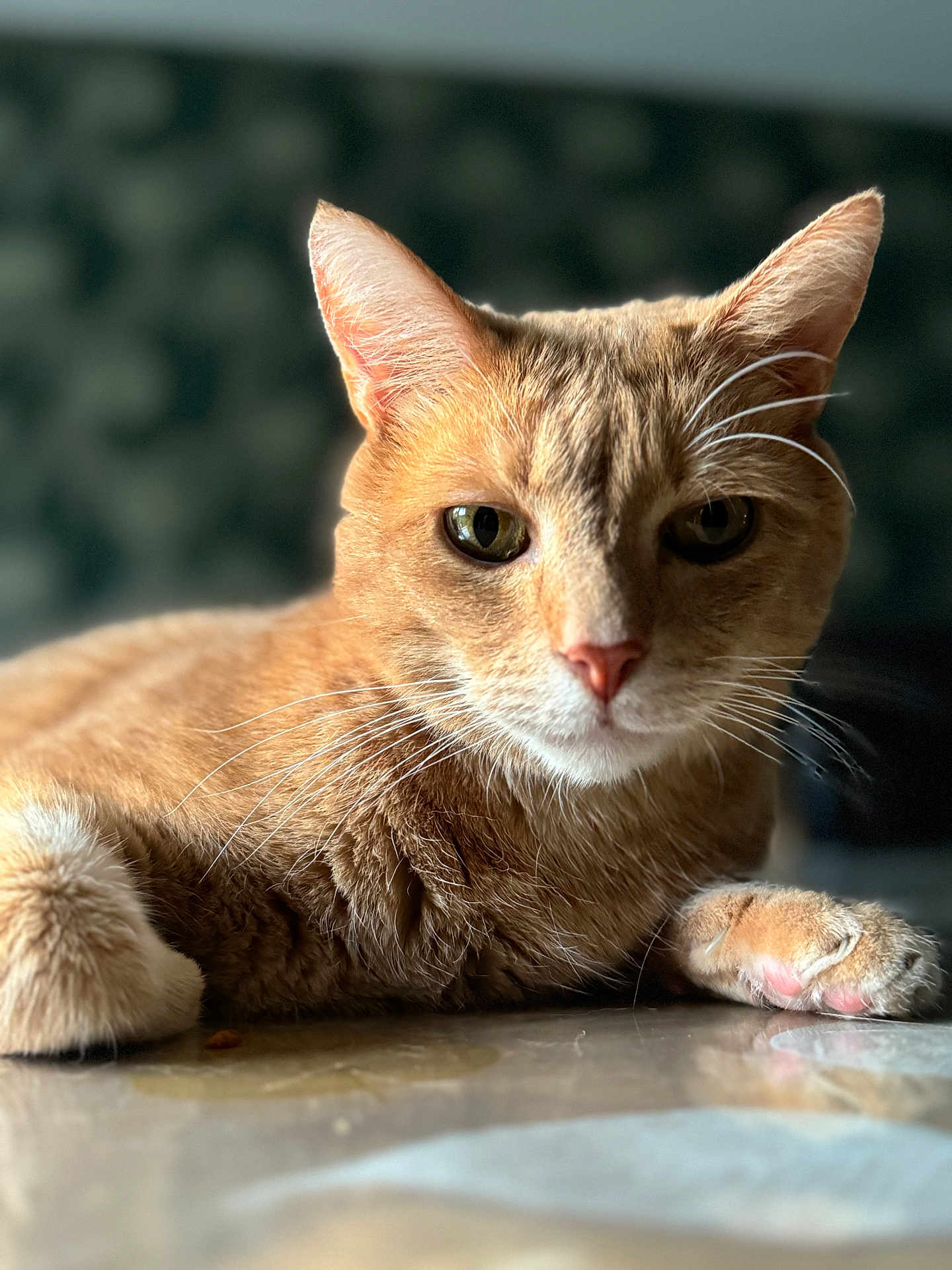 Simba participe au concours pour gagner de l'argent avec cette photo : cat, orange_tabby, close_up, pet, animal, whiskers, fur, relaxed, lying_down, indoor, reflection, soft_light, portrait, domestic_cat, feline, cute, paw, face, ears, nose