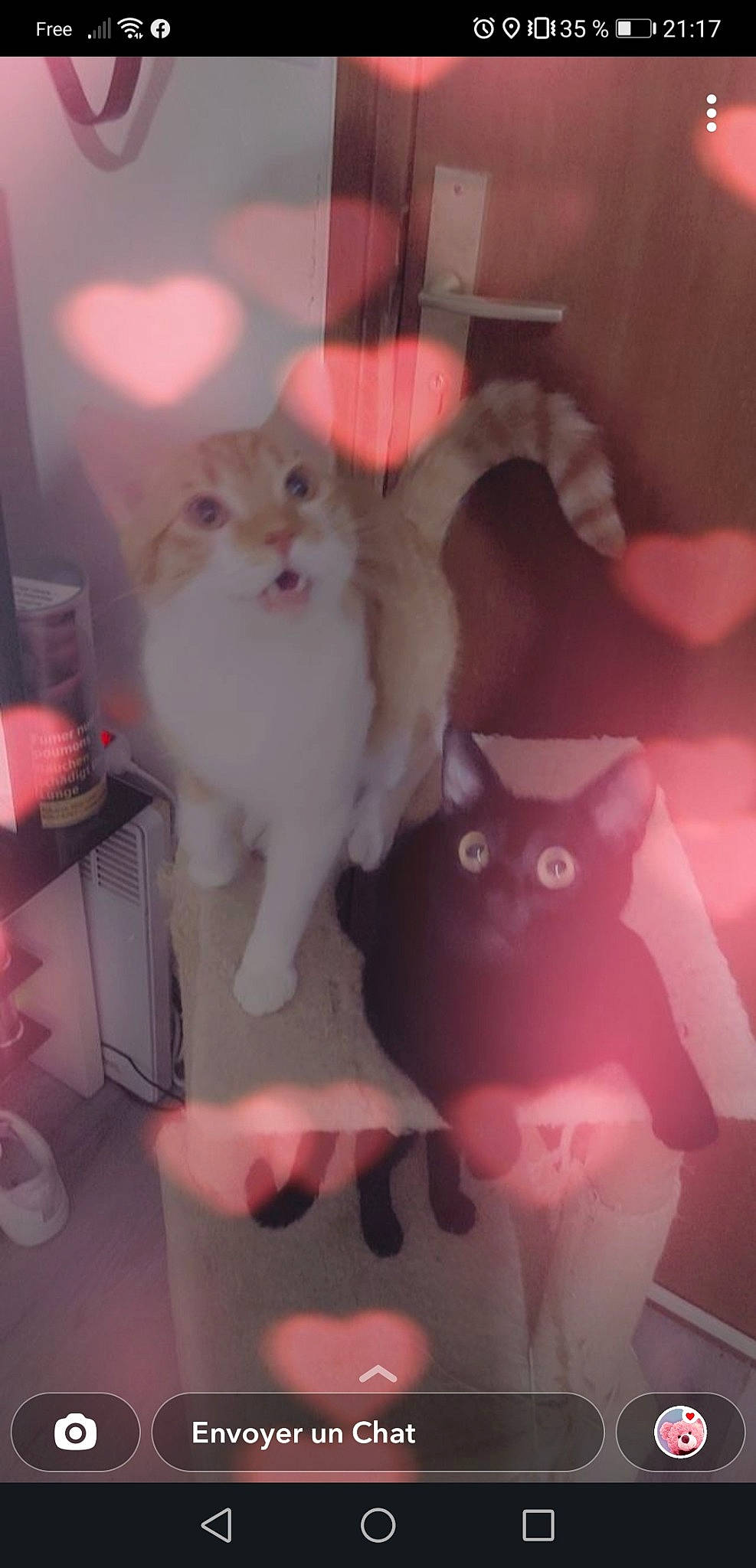 Mickey a rejoint le concours — aidez-le/la à gagner de superbes lots ! carnivore, cat, cat_supply, domestic_short_haired_cat, fawn, felidae, fur, magenta, paw, peach, pink, room, small_to_medium_sized_cats, snout, tail, whiskers, white