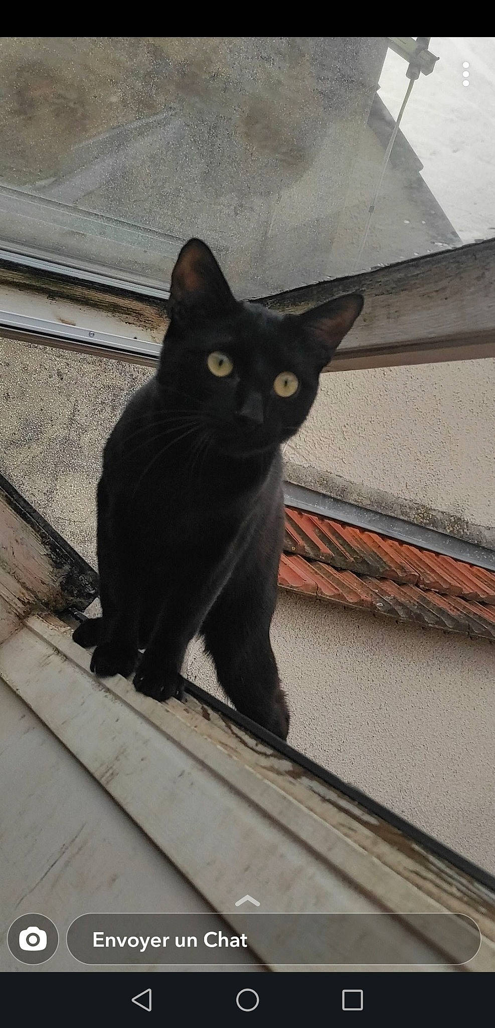 Mickey a rejoint le concours — aidez-le/la à gagner de superbes lots ! black_cat, bombay, carnivore, cat, composite_material, domestic_short_haired_cat, felidae, fur, grey, plant, shadow, small_to_medium_sized_cats, snout, tail, terrestrial_animal, tints_and_shades, tree, whiskers, wood